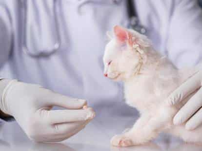 Comprendre le cancer chez le chat blanc : symptômes, causes et traitements