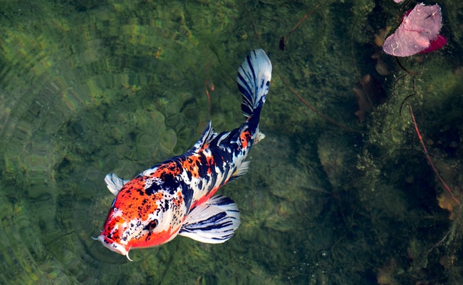 Poisson rouge adulte : soins et caractéristiques essentielles